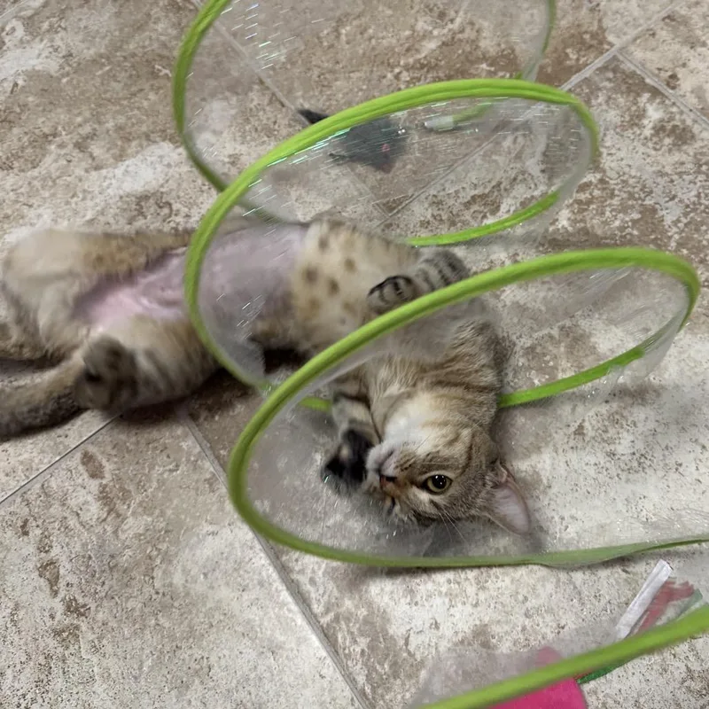 Pawdrey Hepburn thumbnail 2