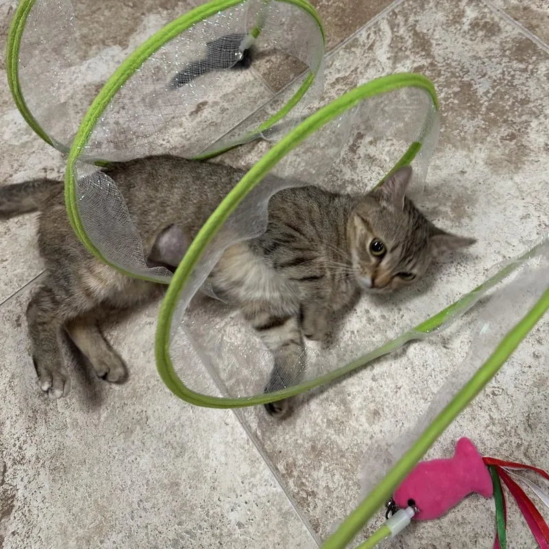 Pawdrey Hepburn thumbnail 3