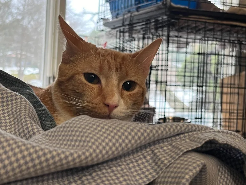 A young medium-sized female Orange & White Domestic Short Hair cat named Miranda for adoption in Mount Airy, MD