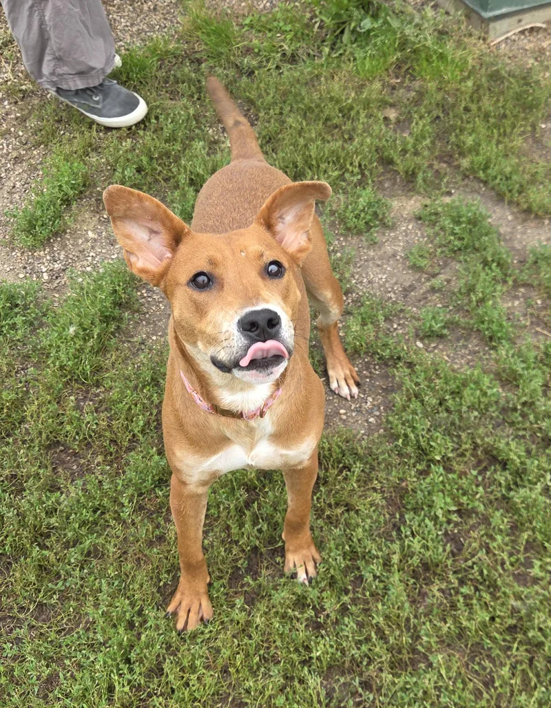 A young medium-sized female Brown / Chocolate Australian Cattle Dog / Blue Heeler dog named River Princess of Pumpkin for adoption in Brookings, SD