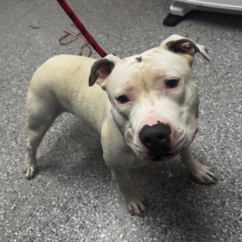 An adult medium-sized male White / Cream Pit Bull Terrier dog named Flounder for adoption in Henderson, NV