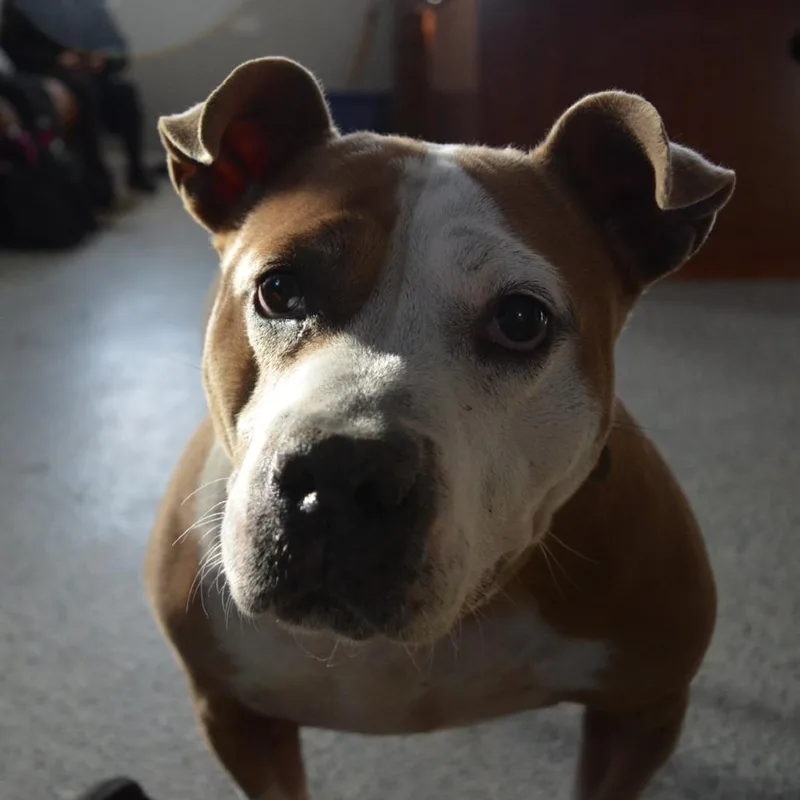 Precious thumbnail 4