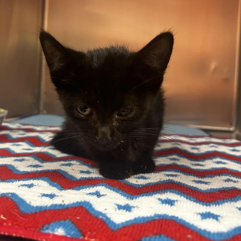 Elvira
