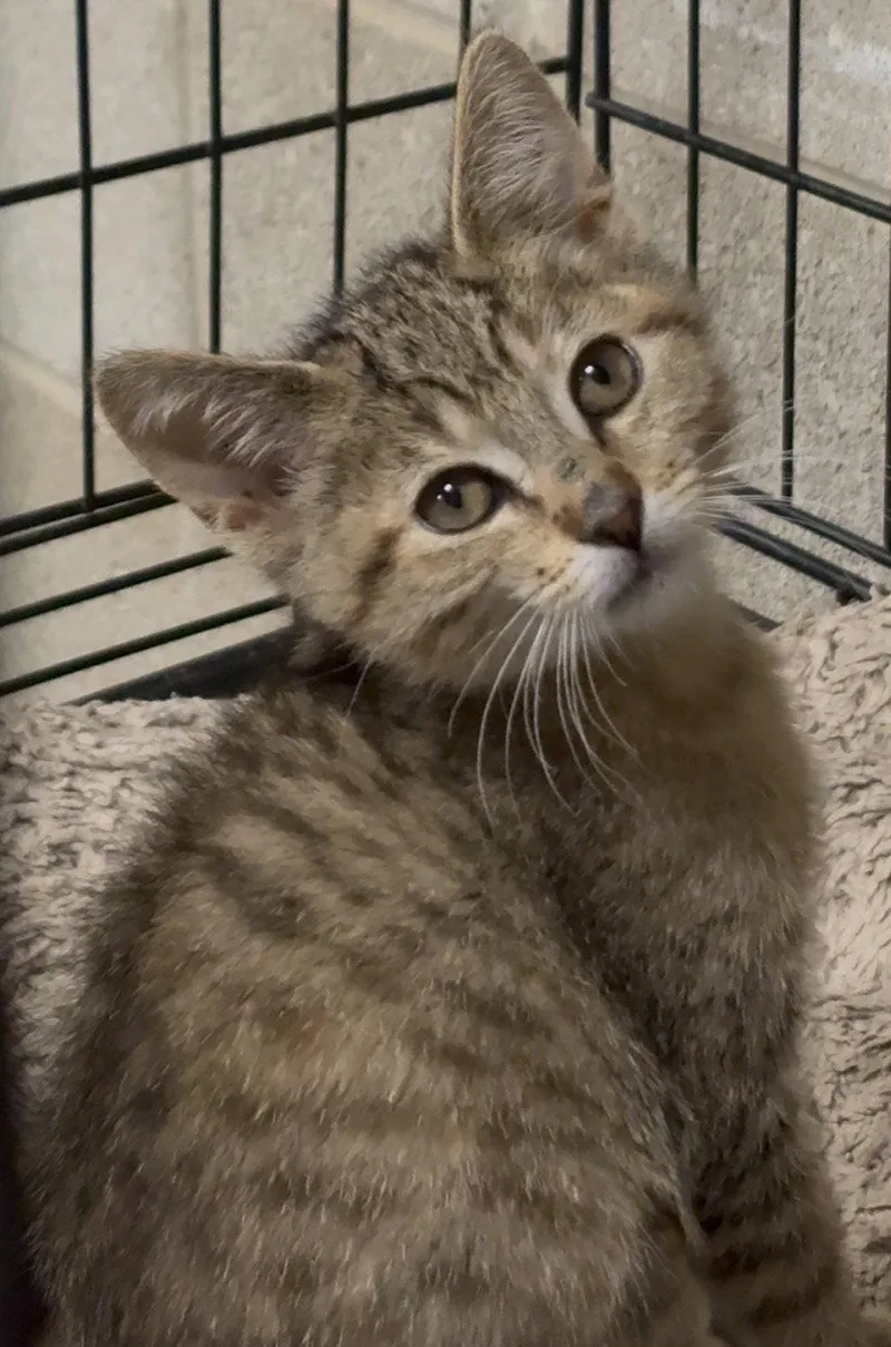 A baby medium-sized female Dilute Calico cat named Luna for adoption in Cuyahoga Falls, OH