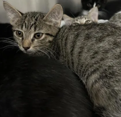 A young small-sized male Domestic Short Hair cat named Boone for adoption in Phoenix, AZ