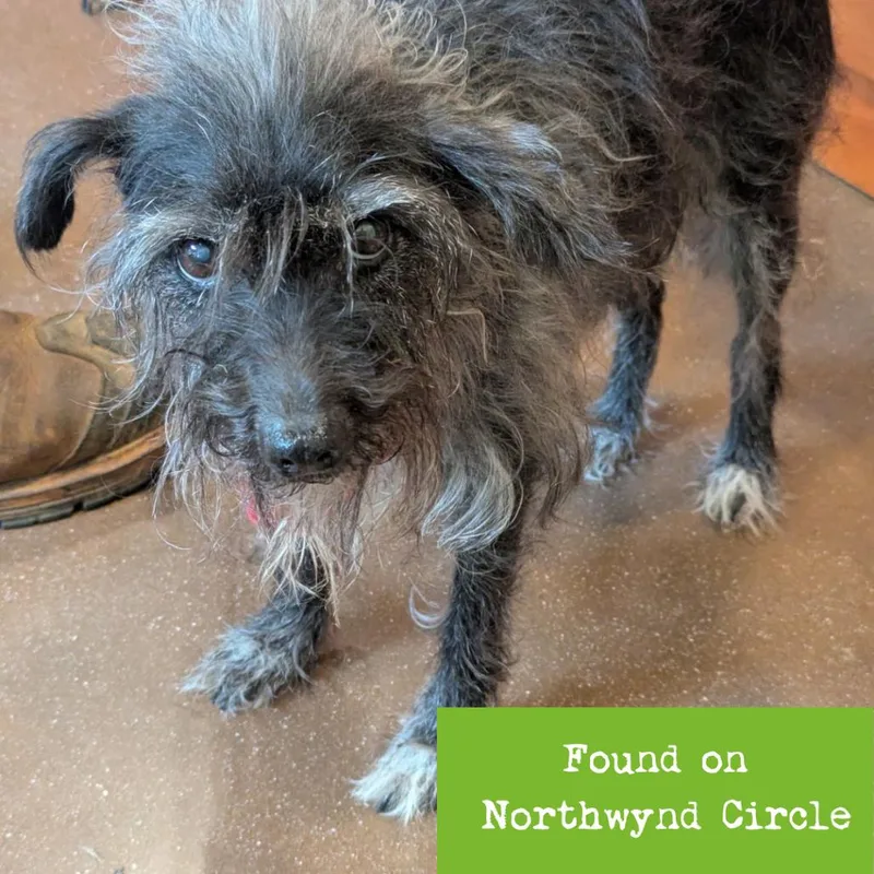 A senior small-sized female Black Terrier dog named Beowulf for adoption in Lynchburg, VA
