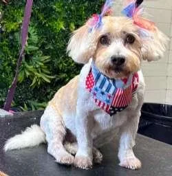 A senior small-sized female White / Cream Maltipoo dog named Molly for adoption in Sudbury, MA