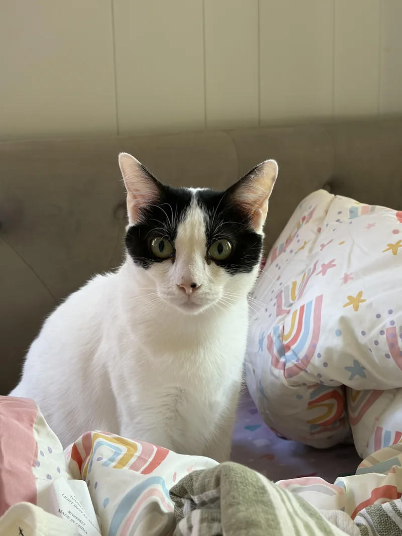 An adult medium-sized female Domestic Short Hair cat named Ariel for adoption in Columbia, SC