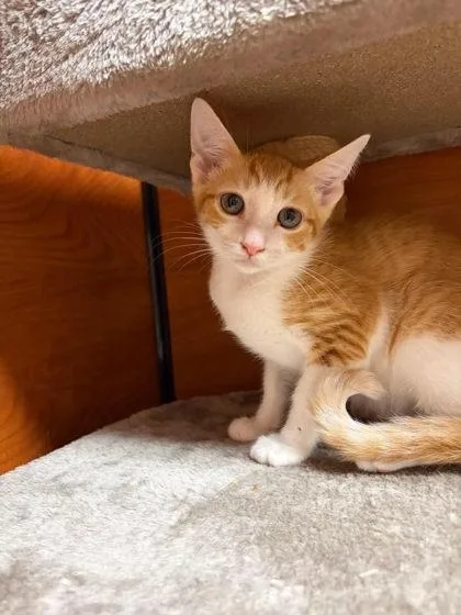 A baby medium-sized male Domestic Short Hair cat named Eris for adoption in Savannah, GA