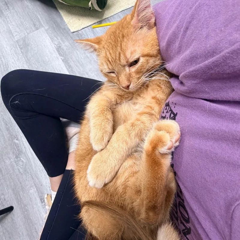 A senior small-sized male Orange / Red Domestic Short Hair cat named Bowen for adoption in Aldie, VA