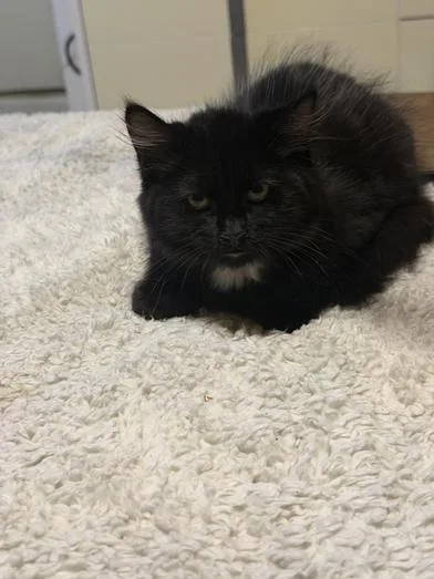 Puffball thumbnail 4