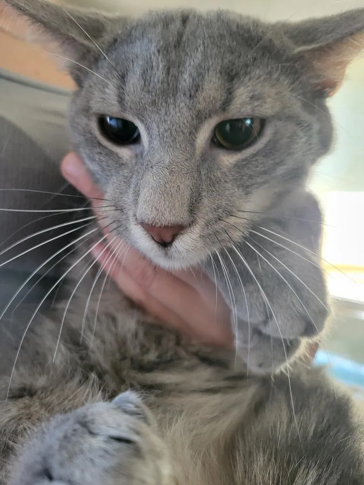 An adult large-sized male Gray / Blue / Silver Domestic Medium Hair cat named Saint Nick for adoption in Lorain, OH