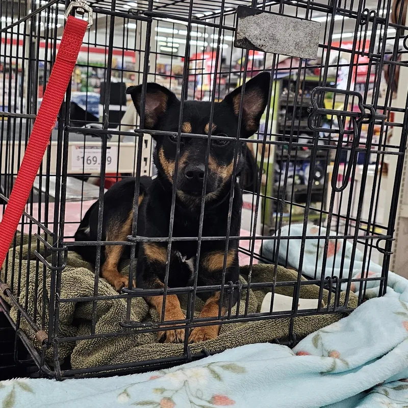 A young small-sized male Bicolor Miniature Pinscher dog named Ranger for adoption in Columbia, MO