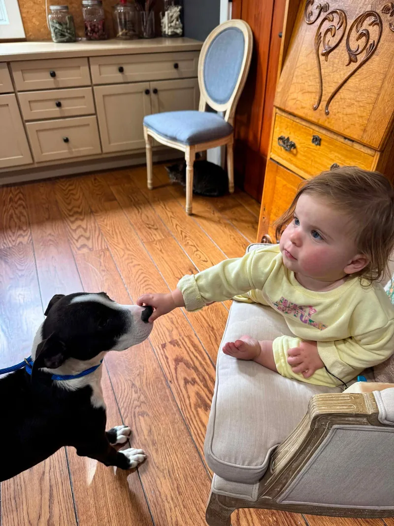 A baby medium-sized male Pit Bull Terrier dog named Zayn for adoption in Germantown, OH