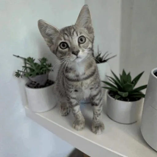 A baby medium-sized female Gray / Blue / Silver Domestic Short Hair cat named Chorizo for adoption in Fort Worth, TX