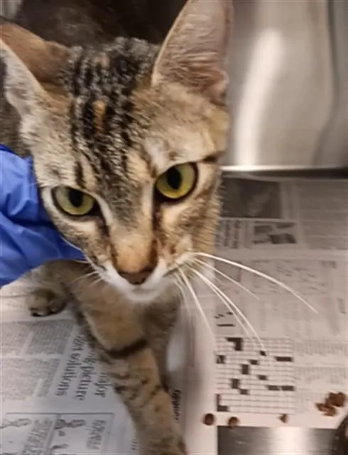 An adult medium-sized female Domestic Short Hair cat named Tally for adoption in Houston, TX