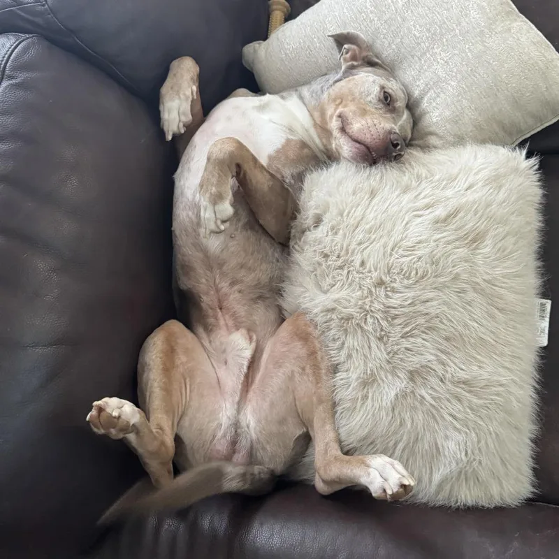 An adult small-sized male Apricot / Beige Pit Bull Terrier dog named Jake  Home to for adoption in South Elgin, IL