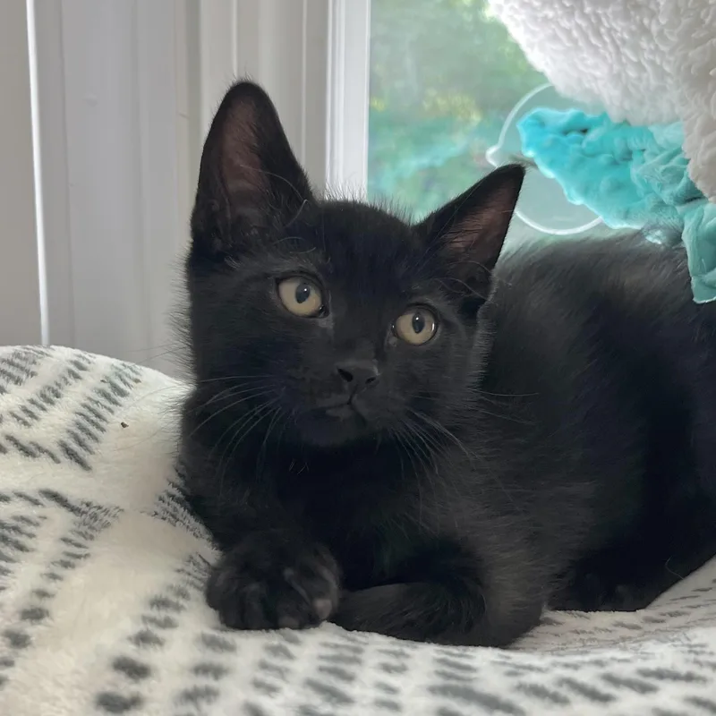 A baby small-sized male Black Domestic Short Hair cat named Walker for adoption in Victor, NY