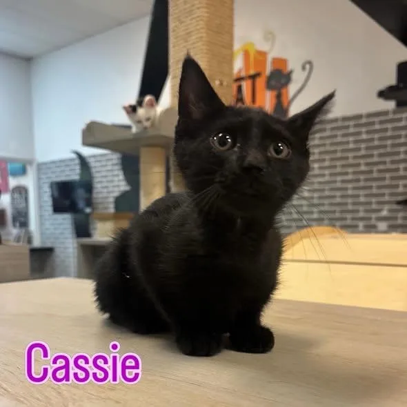 A baby medium-sized female Black Domestic Short Hair cat named Cassie At Fat Cat for adoption in Tallahassee, FL