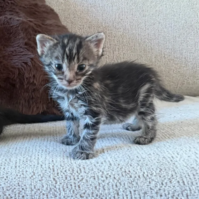 A baby small-sized male Brown / Chocolate Domestic Short Hair cat named Purrlock Holmes for adoption in Columbus, GA