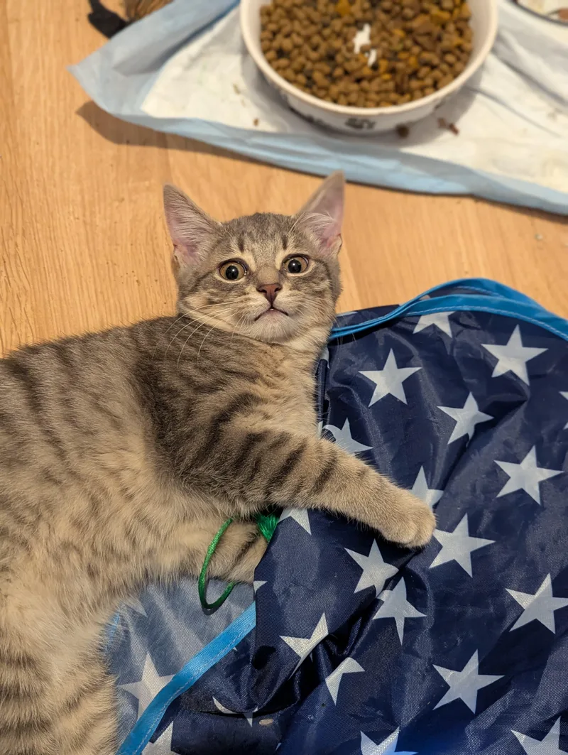 A baby medium-sized male Tabby (Gray / Blue / Silver) Domestic Short Hair cat named Leonard for adoption in Morristown, NJ