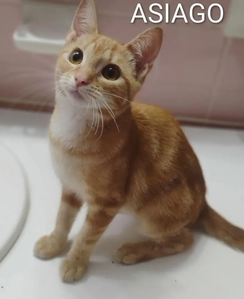 A baby small-sized female Domestic Short Hair cat named Asiago for adoption in Groveland, MA