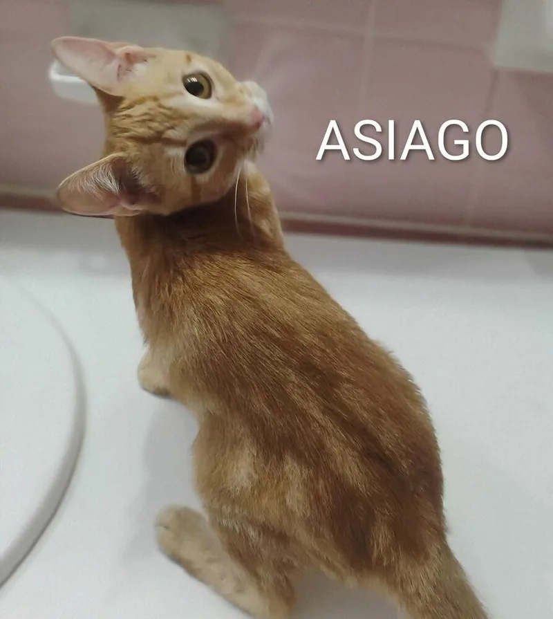Asiago thumbnail 2