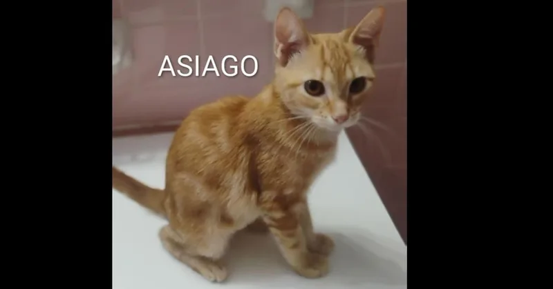 Asiago thumbnail 3