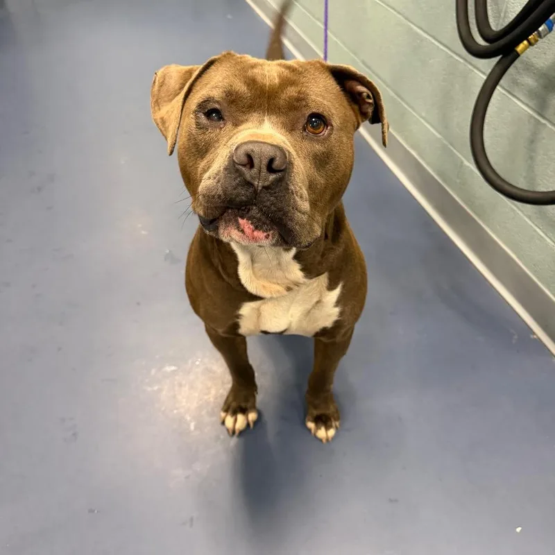 An adult medium-sized male Brown / Chocolate Pit Bull Terrier dog named Fish for adoption in Greensboro, NC