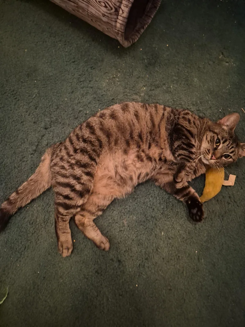 An adult medium-sized female Domestic Short Hair cat named Tabitha for adoption in Livonia, MI