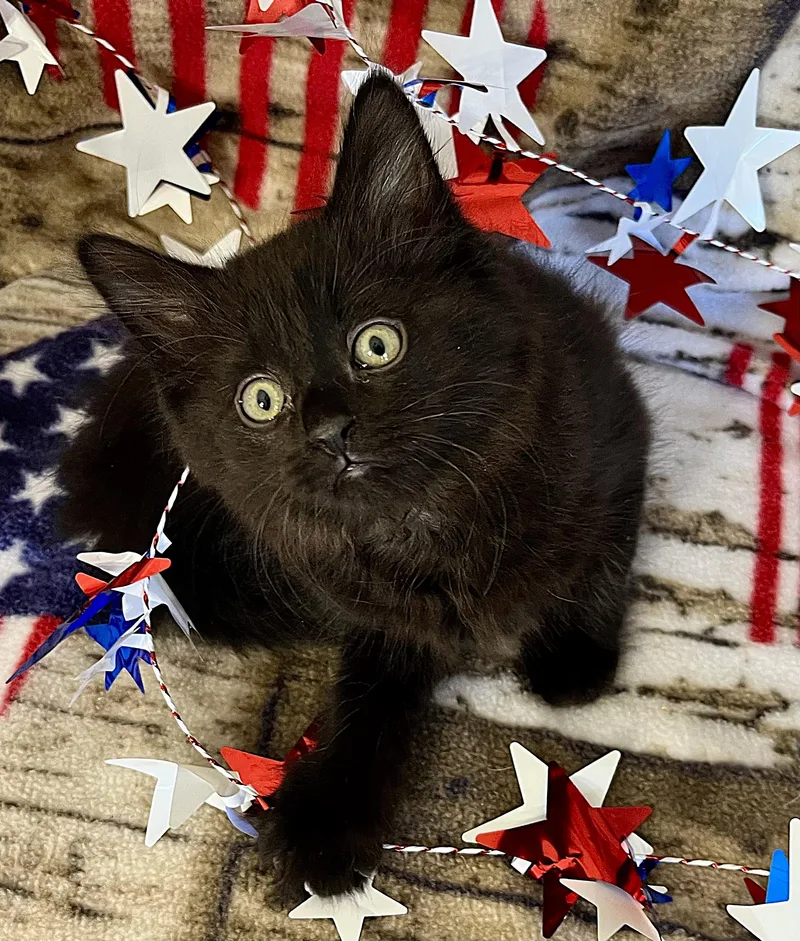 A baby medium-sized female Black Domestic Long Hair cat named FreedomGloryAmerica for adoption in Rocky Hill, CT