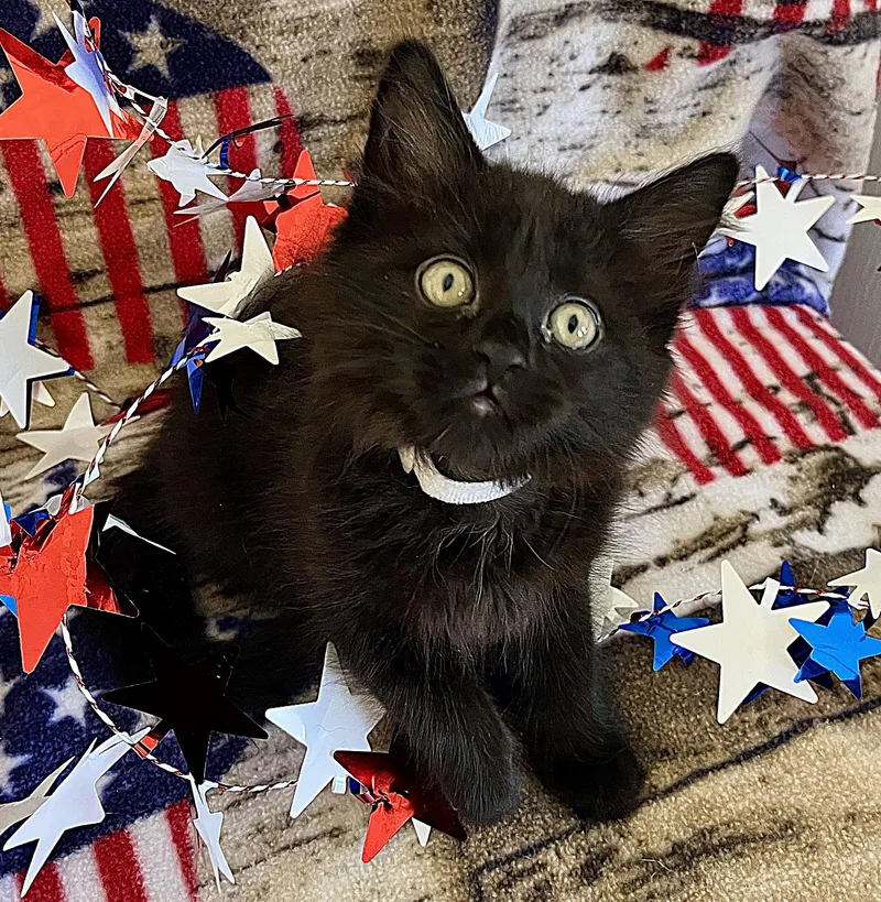 FreedomGloryAmerica thumbnail 2