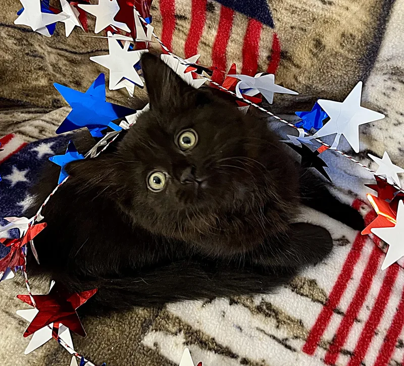 FreedomGloryAmerica thumbnail 4