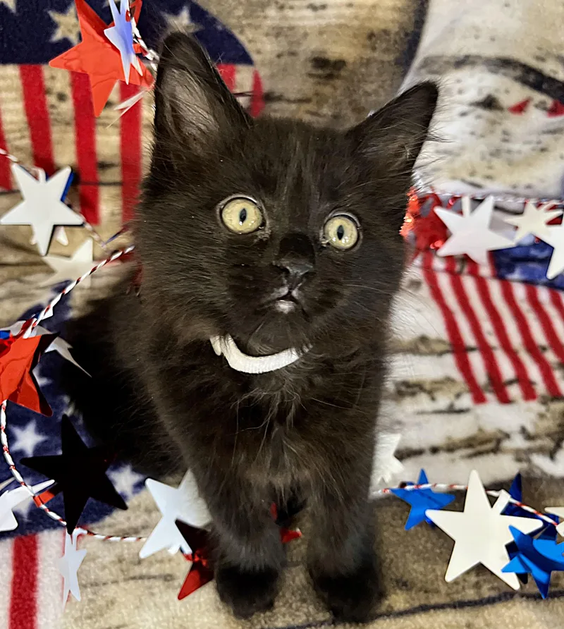FreedomGloryAmerica thumbnail 5