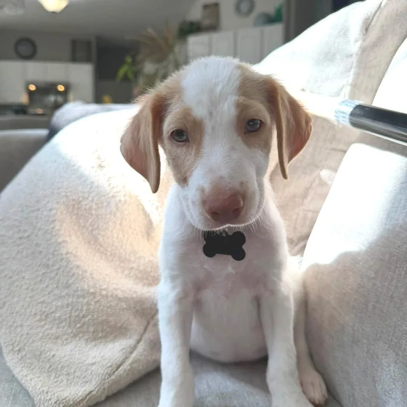 A baby medium-sized male Hound dog named Pepper for adoption in Joliet, IL