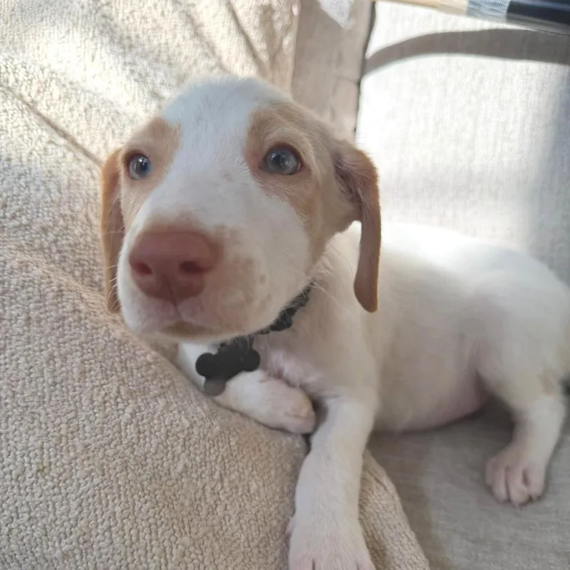 Pepper thumbnail 2