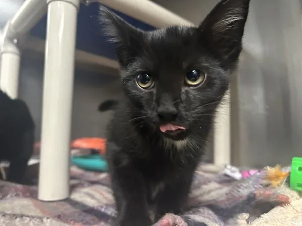 A baby small-sized male Domestic Short Hair cat named Onward for adoption in Richmond, VA