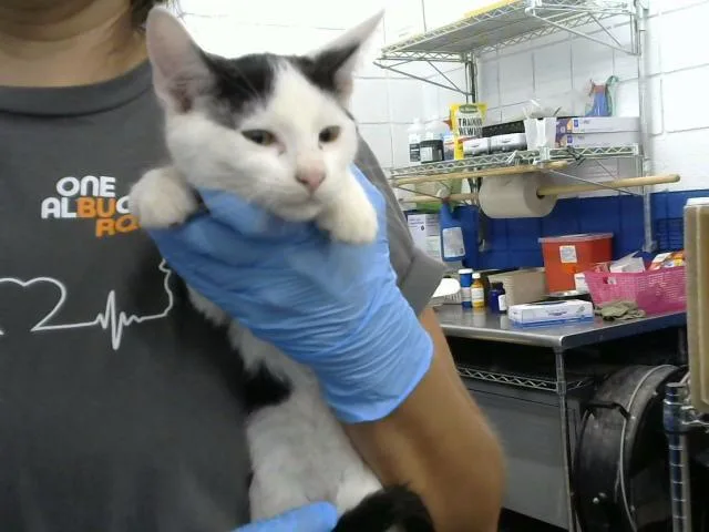 A baby small-sized male Domestic Short Hair cat named Coca for adoption in Albuquerque, NM