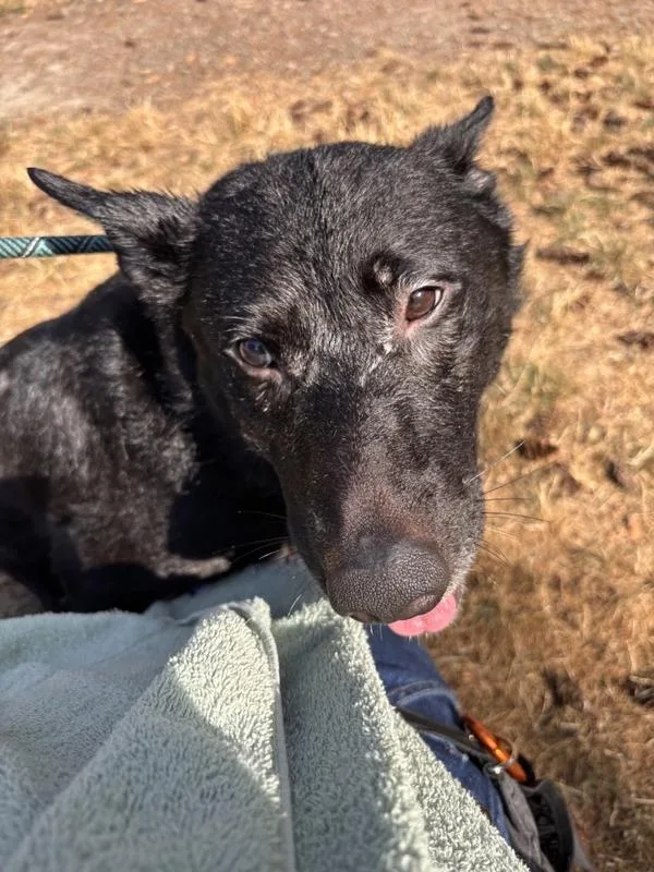 An adult large-sized male German Shepherd Dog dog named Coal for adoption in Vancouver, WA