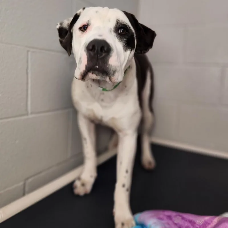 Michelle Tanner thumbnail 2