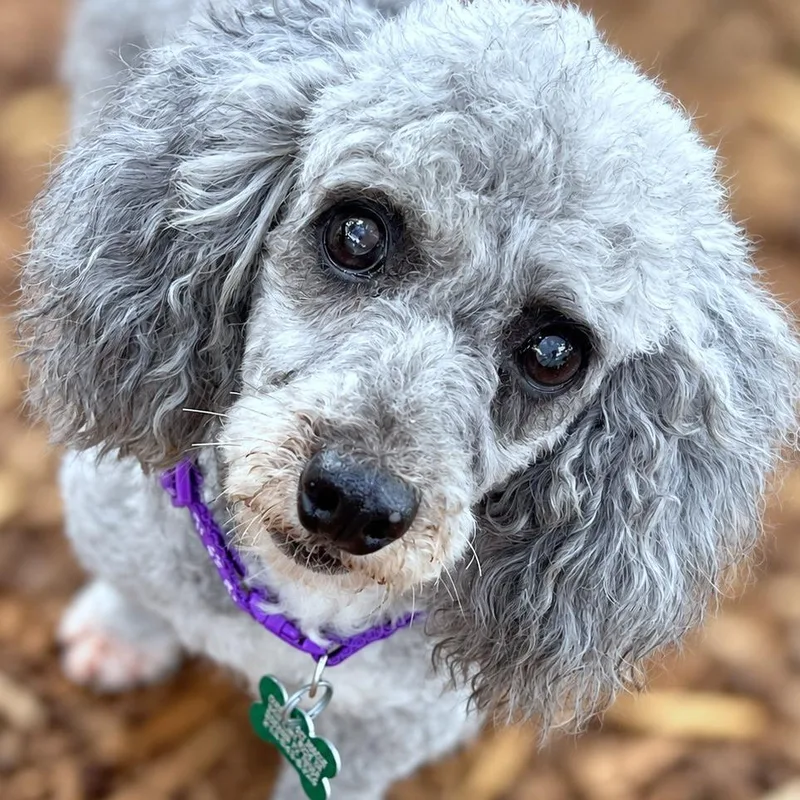 A senior small-sized female Gray / Blue / Silver Miniature Poodle dog named Vivienne for adoption in Boerne, TX