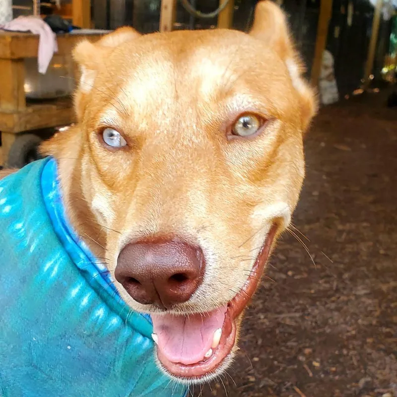 Caramelo thumbnail 2