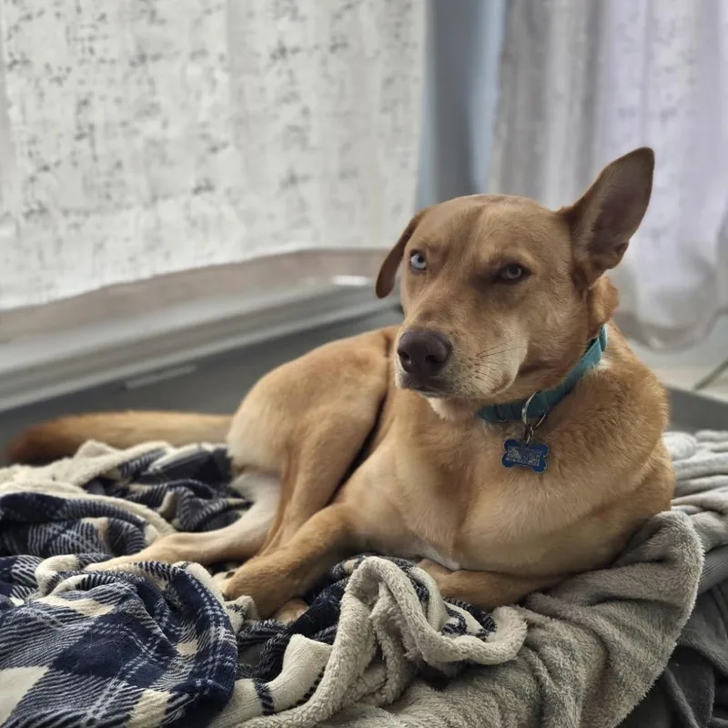 Caramelo thumbnail 3