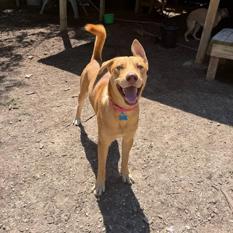 Caramelo thumbnail 4