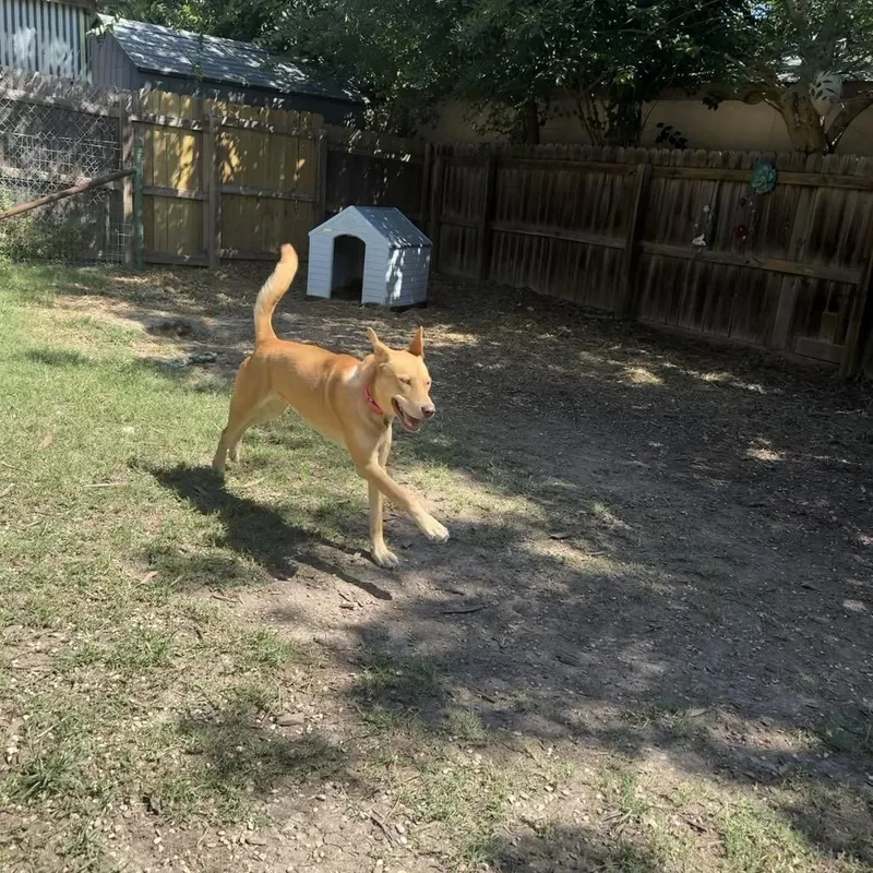 Caramelo thumbnail 5