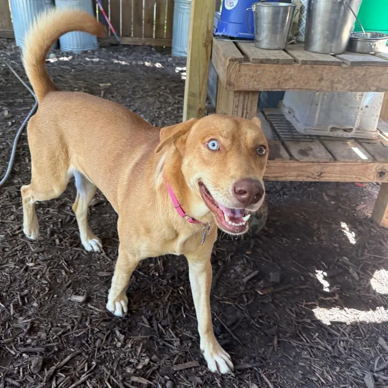 Caramelo thumbnail 6