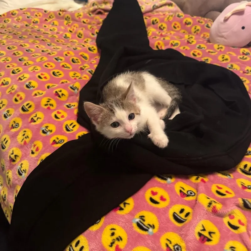 A baby small-sized male White Domestic Short Hair cat named Puffin for adoption in Wheeling, IL