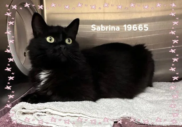 Sabrina thumbnail 3