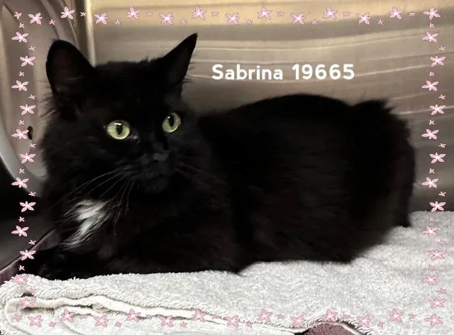 Sabrina thumbnail 4