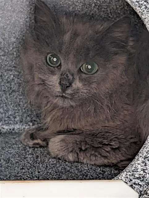 An adult small-sized female Domestic Short Hair cat named Dexter for adoption in Upper Marlboro, MD